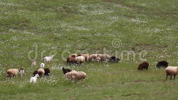成群的绵羊山羊行走视频的预览图