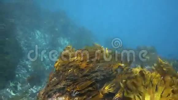 海带和海藻在水下移动视频的预览图