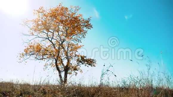 秋天的寂寞树在田野里的蓝天上孤独的树运动美丽的秋天景观俄罗斯视频的预览图