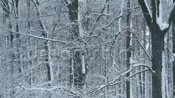 无叶树背景下落叶林中的积雪视频的预览图