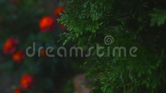 花背景上的白雪松西花枝视频的预览图
