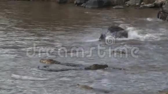 王尔德贝斯在河里跳过鳄鱼视频的预览图