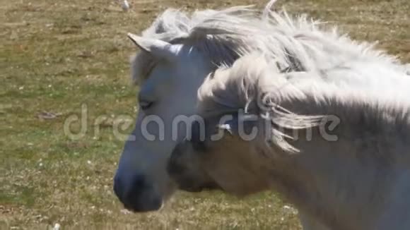 荷兰阿姆兰沙丘上的两匹马视频的预览图