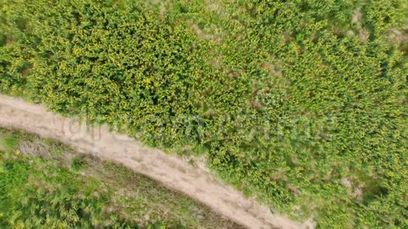 黄日香花田的鸟瞰有机植物处理和提高地面质量视频的预览图