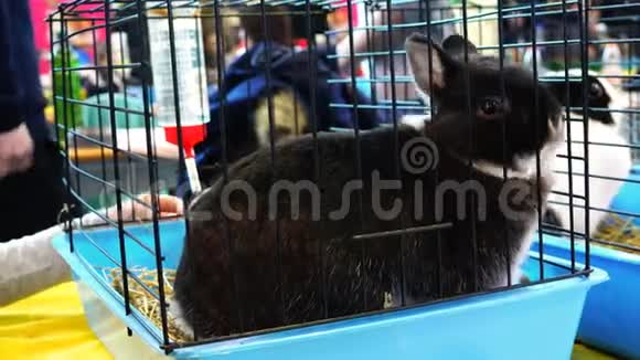 一只受惊的黑兔坐在笼子里视频的预览图