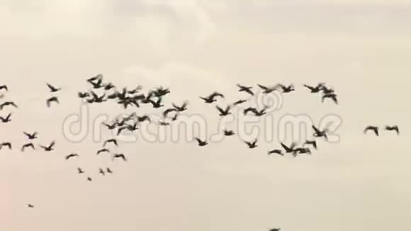 一大群大雁飞向天空视频的预览图