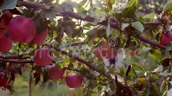 成熟美丽的红苹果挂在苹果树上明亮的阳光和光和风玩着树叶和水果概念视频的预览图