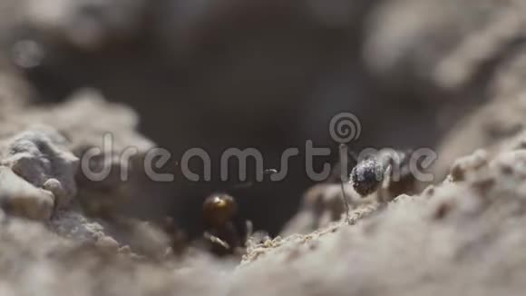 在巢上看到蚁群的宏观景观他们一起觅食日落超级特写镜头视频的预览图