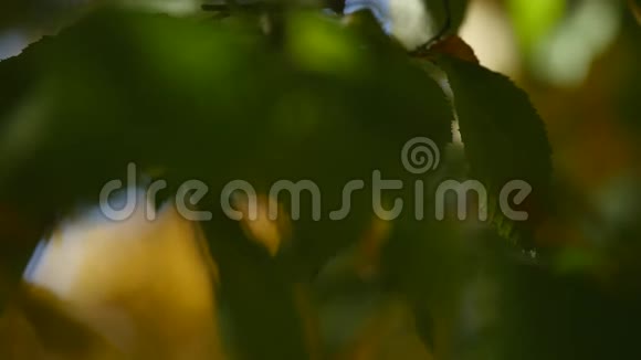 秋天的森林里阳光灿烂选择性聚焦视频的预览图