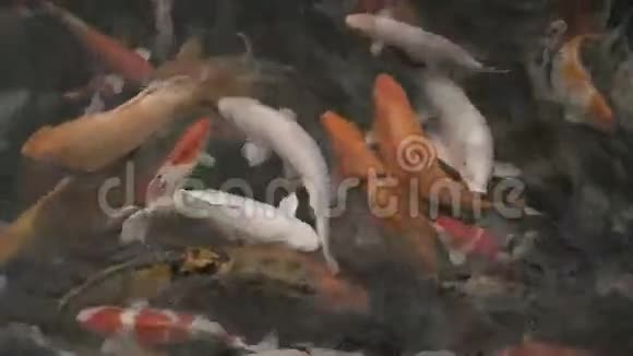很多鱼在游泳视频的预览图