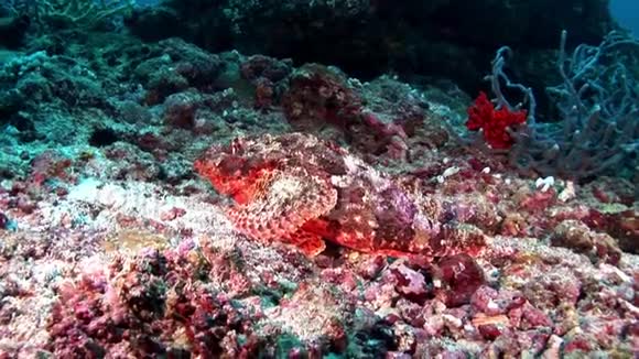 马尔代夫海底有毒鲜红色的狮子鱼蝎子视频的预览图