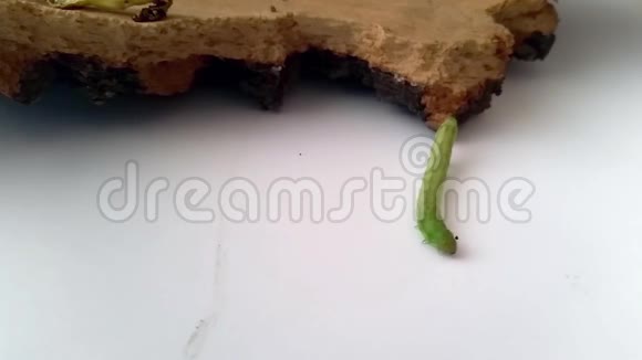 一只绿色的毛毛虫从树皮上爬下来走到附近视频的预览图