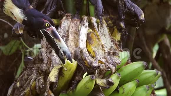 图卡吃香蕉的速度非常慢视频的预览图