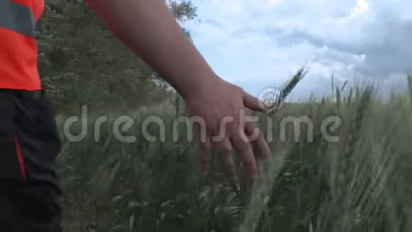 镜头跟随农夫的手在谷物上视频的预览图