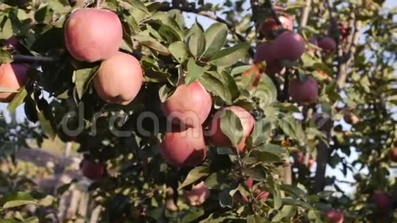 成熟美丽的红苹果挂在苹果树上明亮的阳光和光和风玩着树叶和水果概念视频的预览图