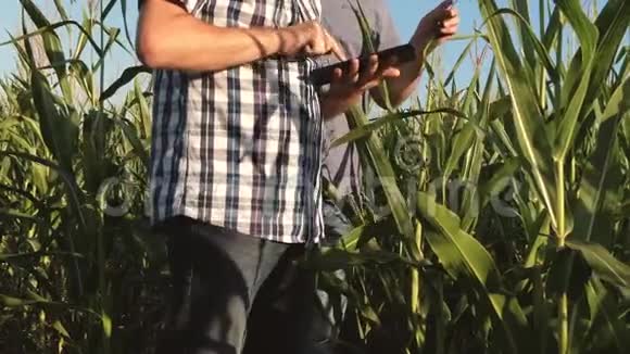 一位农民和一位农学家视察了一片开花田和玉米芯农业经营的概念商人视频的预览图