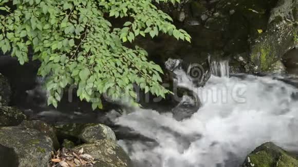 溪和雪铃树视频的预览图