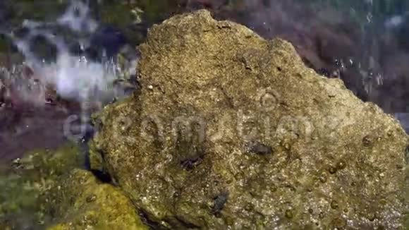 三只小螃蟹爬过石头视频的预览图