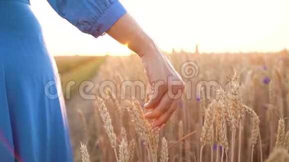 雌性的手在夕阳下触摸田野上的小麦慢动作视频的预览图