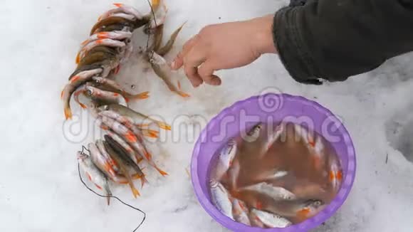 渔夫用绳子串着刚钓到的鱼冬天钓鱼鱼儿躺在雪地里视频的预览图