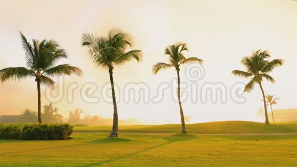 热带高尔夫球场棕榈树和金色夕阳多米尼加共和国蓬塔卡纳视频的预览图