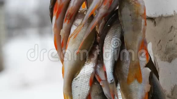 冬季捕鱼鱼被一排挂在绳子上的红色鳍捕获视频的预览图
