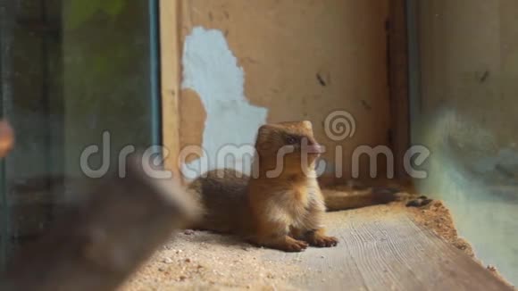 濒危生姜雪貂享受阳光视频的预览图