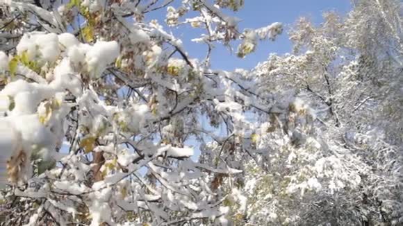树上初雪视频的预览图