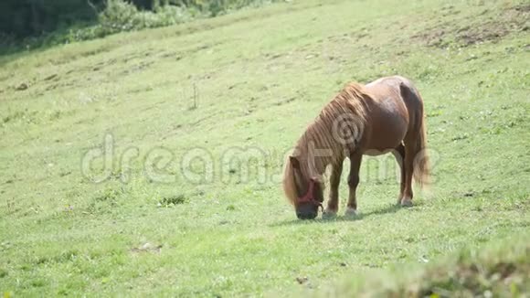 小马在吃草日落时分在户外放牧的小马视频的预览图