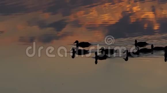 夕阳西下一群棕色的鸭子在湖里游泳视频的预览图