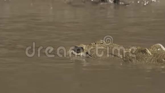 哥斯达黎加河里的野生鳄鱼视频的预览图