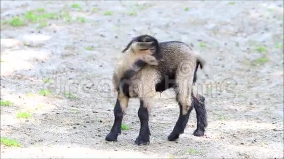 可爱的新生山羊视频的预览图