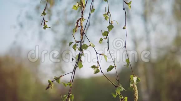新鲜幼嫩的桦树叶和柳絮的浅田深视频的预览图