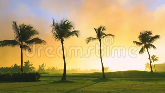 热带高尔夫球场棕榈树和金色夕阳多米尼加共和国蓬塔卡纳视频的预览图