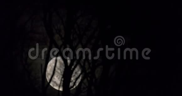 满月在枝后升起时光流逝视频的预览图