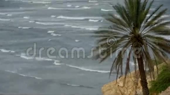 棕榈在海洋时间流逝视频的预览图