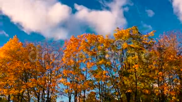 秋天的时光流逝视频的预览图