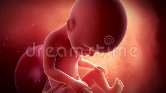 一个胎儿第27周视频的预览图