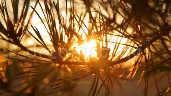 日落时分顶着天空的背光松树枝上有针视频的预览图