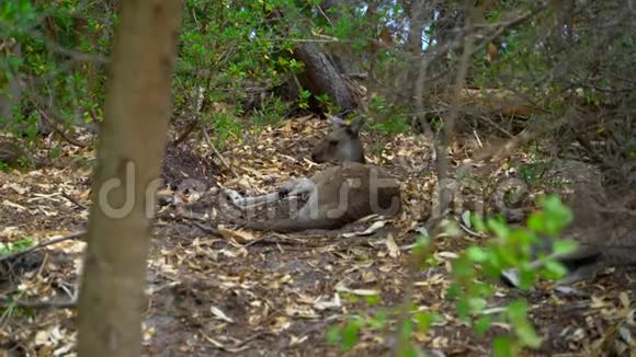 袋鼠躺在公园的阴凉处视频的预览图