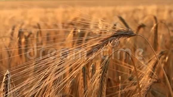 金黄的麦穗在田间摇曳视频的预览图
