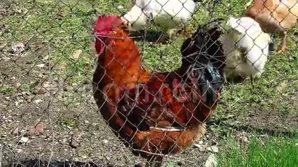 一只鸡在农场里视频的预览图