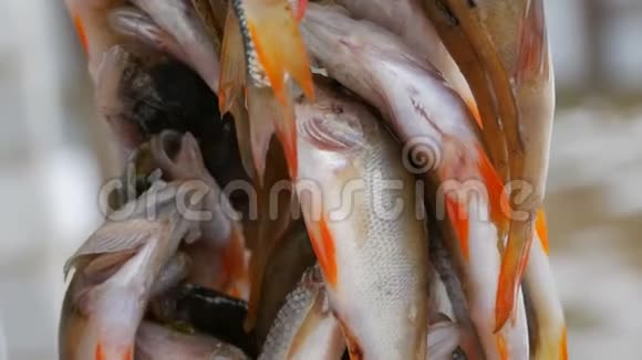 冬季捕鱼鱼被一排挂在绳子上的红色鳍捕获视频的预览图