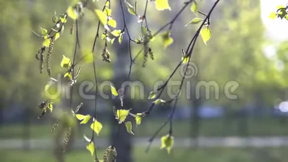 新鲜幼嫩的桦树叶和柳絮的浅田深视频的预览图