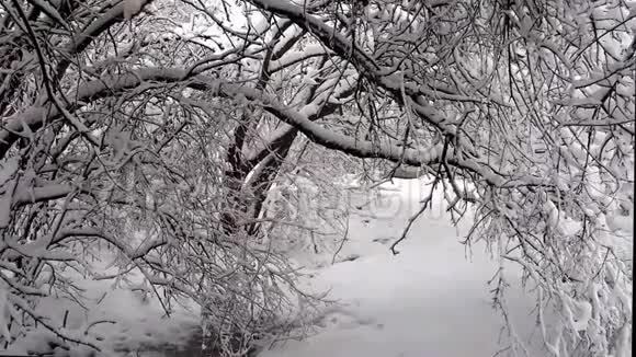 树木因雪重而弯曲视频的预览图