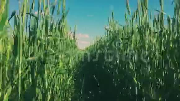运动沿着麦田绿穗迎风自然自然有机视频的预览图