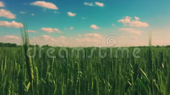 运动沿着麦田绿穗迎风自然自然有机视频的预览图
