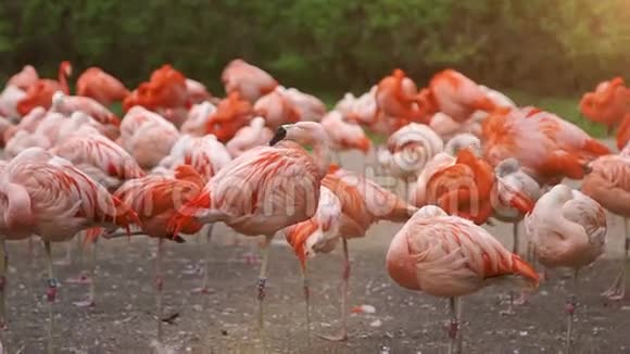 一群粉红色的火烈鸟晒太阳视频的预览图