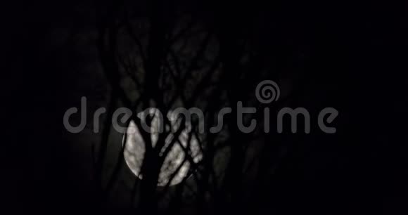 满月在枝后升起时光流逝视频的预览图