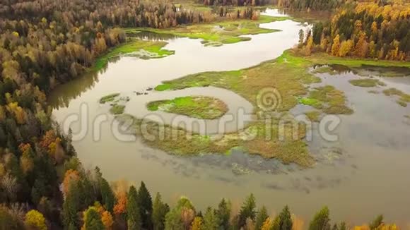 林河蜿蜒的沼泽河床的鸟瞰图美丽多彩的秋林视频的预览图